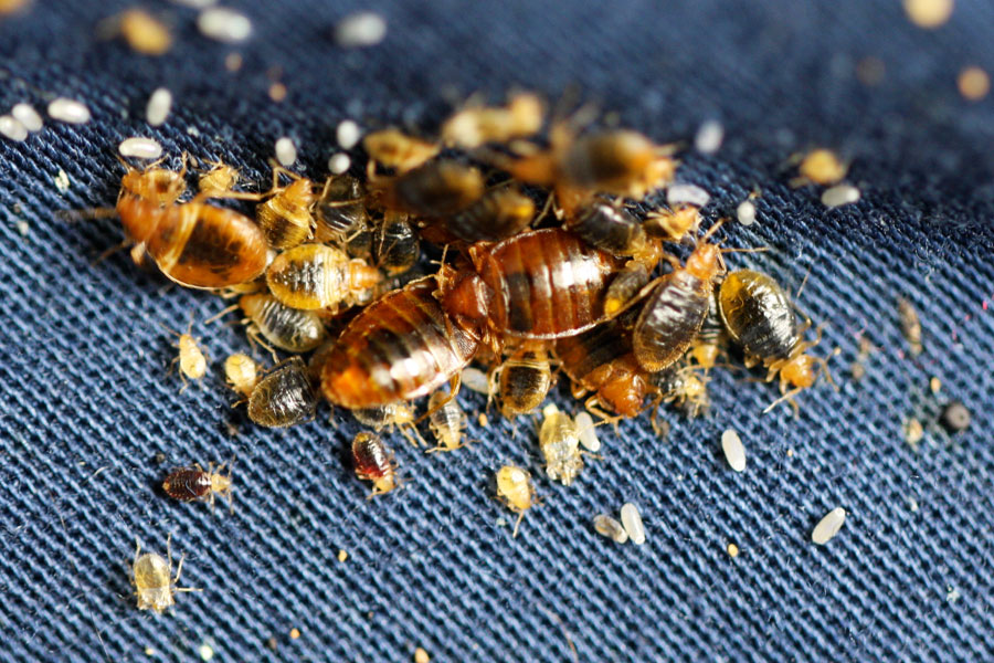 Visual Bed Bug Inspection - What Do Bed Bugs Look Like?