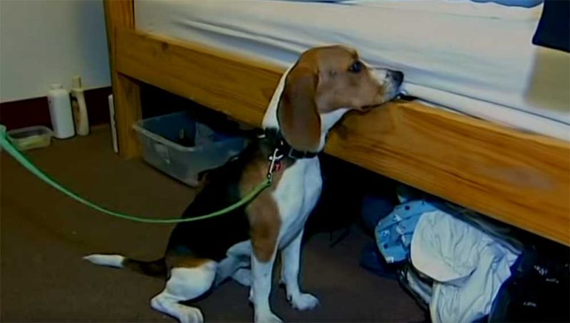 Canine bed bug inspection