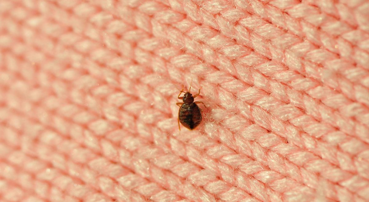 what attracts bed bugs in the house