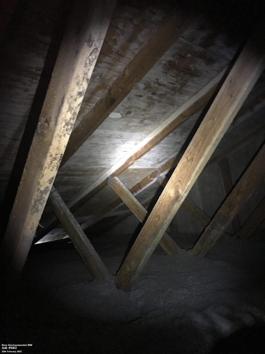 mold-attics