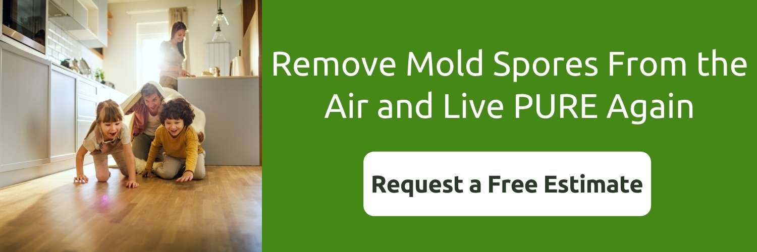 how-to-get-rid-of-mold-spores-in-the-air