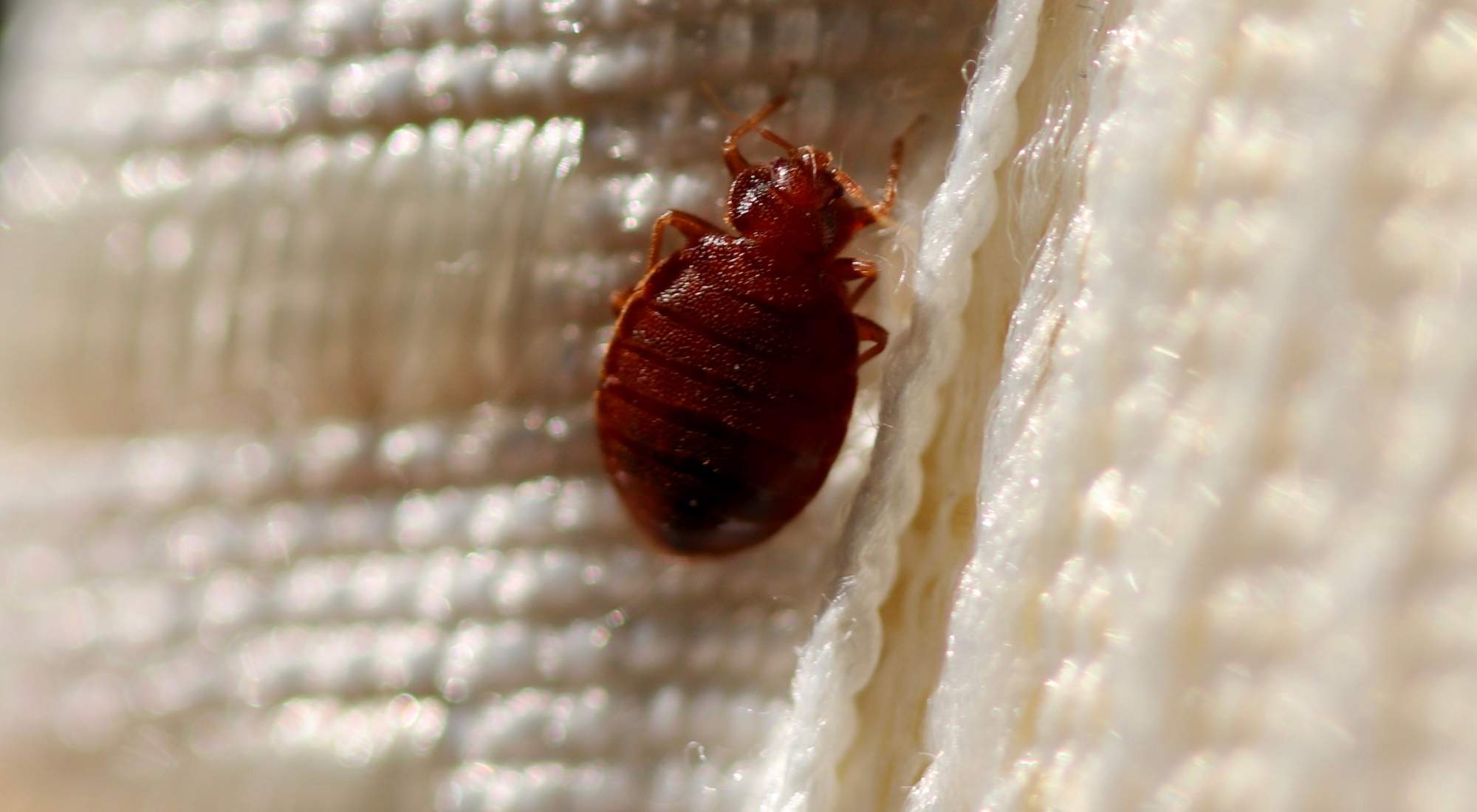 does tenant insurance cover bed bugs