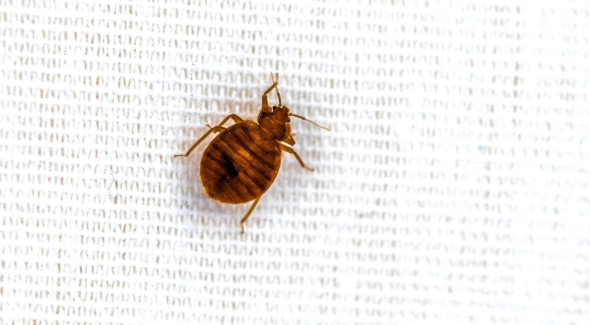 do bed bug fly