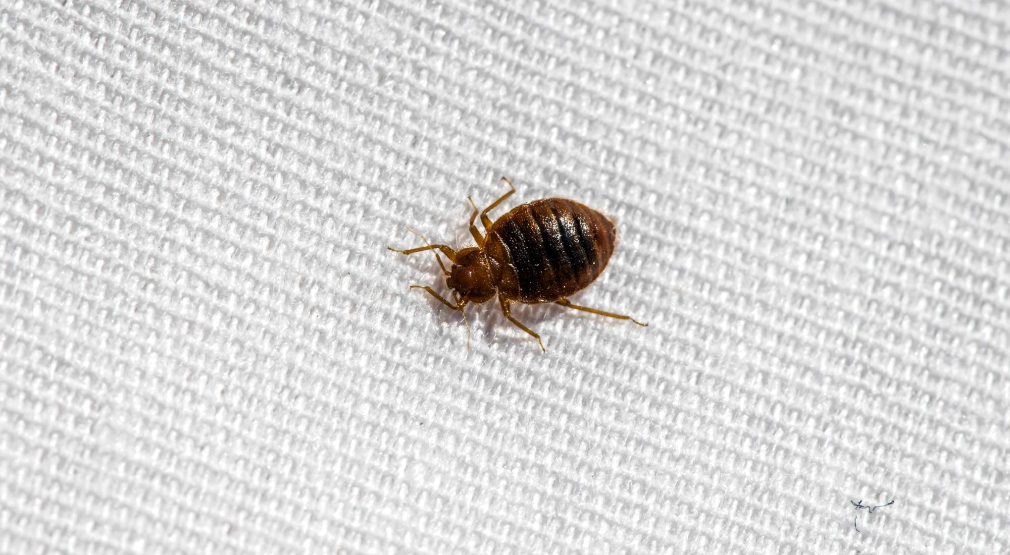 how do you draw bed bugs out of hiding