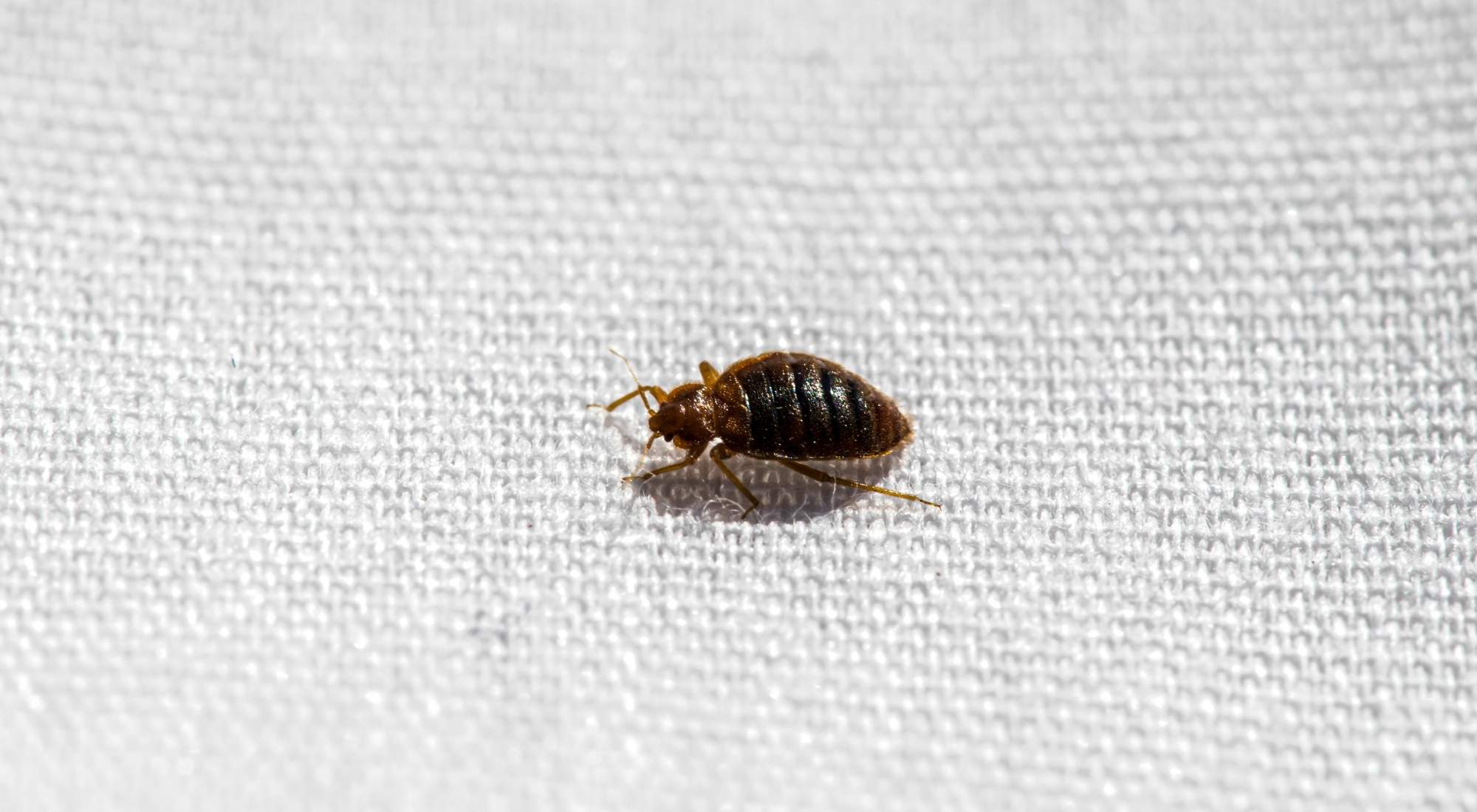 where to sleep when you have bed bugs