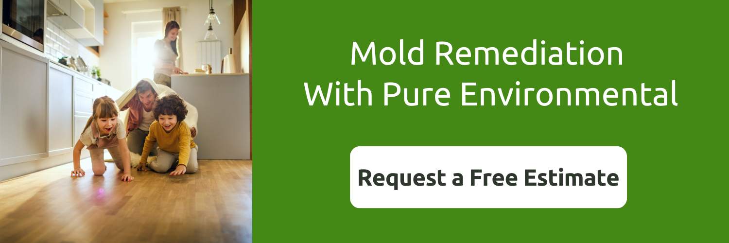can mold in basement make you sick